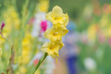 Bunch of colorful Gladiolus flowers in garden