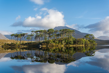 Pine Island, Connemara National Park, Ireland