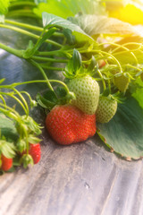 Strawberry bush growing in agriculture farm