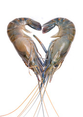 Fresh prawn or shrimp isolated on white background