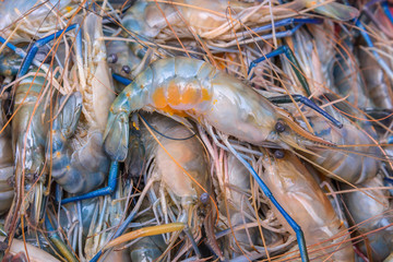 Fresh prawn or shrimp from the farm for cooking