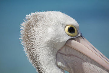 Close-up of a pelican
