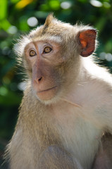 Monkey , Crab-eating macaque