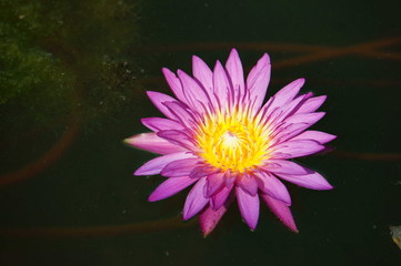 Violet Lotus Flower