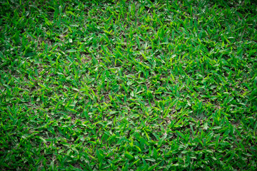 Green grass