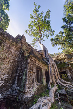 Banyan trees groving on walls of Ta Prohm  temple