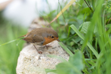 Rouge-gorge