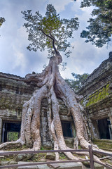 Banyan trees growing on walls of Ta Prohm  temple