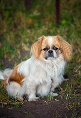 Pekingese dog 