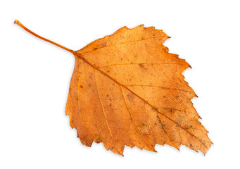 birch leaf isolated
