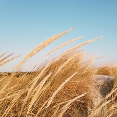 reeds are swinging with the wind
