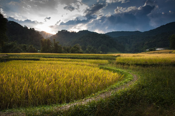 Views of rice terraces Doi Inthanon, Thailand.