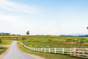 Green field and blue sky with white clouds