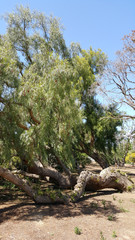Fototapeta na wymiar Knocked over by wind California drought-tolerant Pepper tree