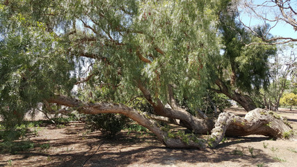 Fototapeta premium Knocked over by wind California drought-tolerant Pepper tree