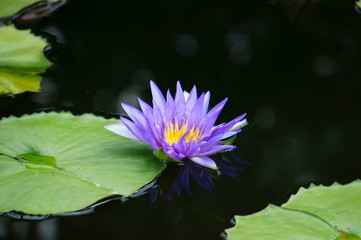 purple Lotus Flower