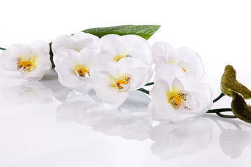 Obraz na płótnie Canvas white orchid 