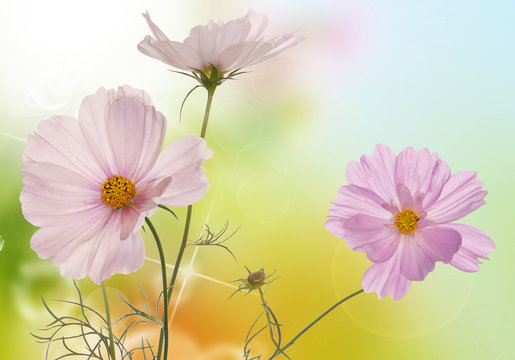 Fototapeta  light pink flowers on a abstract background