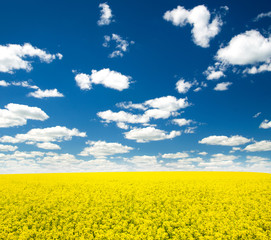 Obraz premium Summer Landscape with Wheat Field and Clouds