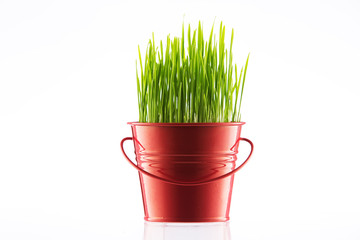 Fresh Green Organic Wheat Grass in a pot