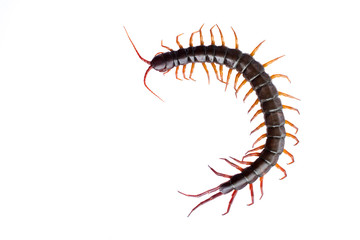 centipede on white background