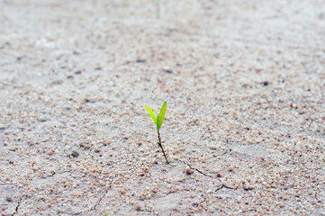 Plant Tree growing on broken earth