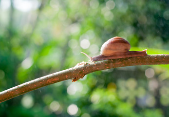 Snail on the branch of plant in raining on nature in the morning