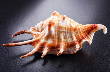 A yellow and orange  shell 