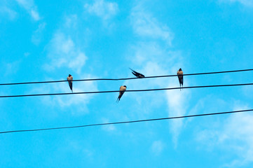 Many sparrow bird on an electric wires. Doves sitting on a power