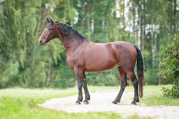 Naklejka na ściany i meble Beautiful latvian horse in summer
