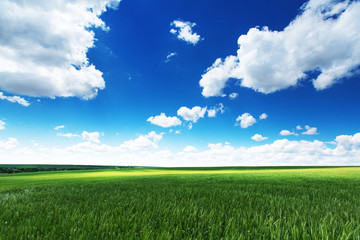 Fototapeta na wymiar Springtime at the farmland. Green wheat field and cloudy sky.