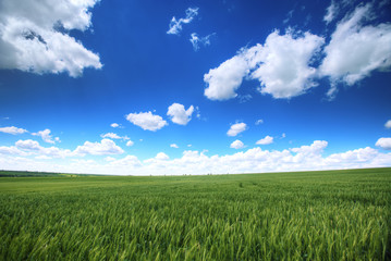 Sky with fluufy clouds over the fresh green fields
