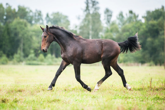 Beautiful free horse running trot on the pasture