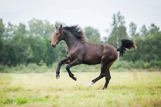 Beautiful bay horse running on the pasture