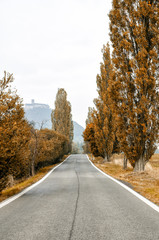 an alley with tall trees and the road