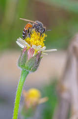 Bee on yellow flower
