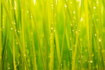 Obrazy na Plexi  Poranna rosa, zielona trawa i krople wody w tle