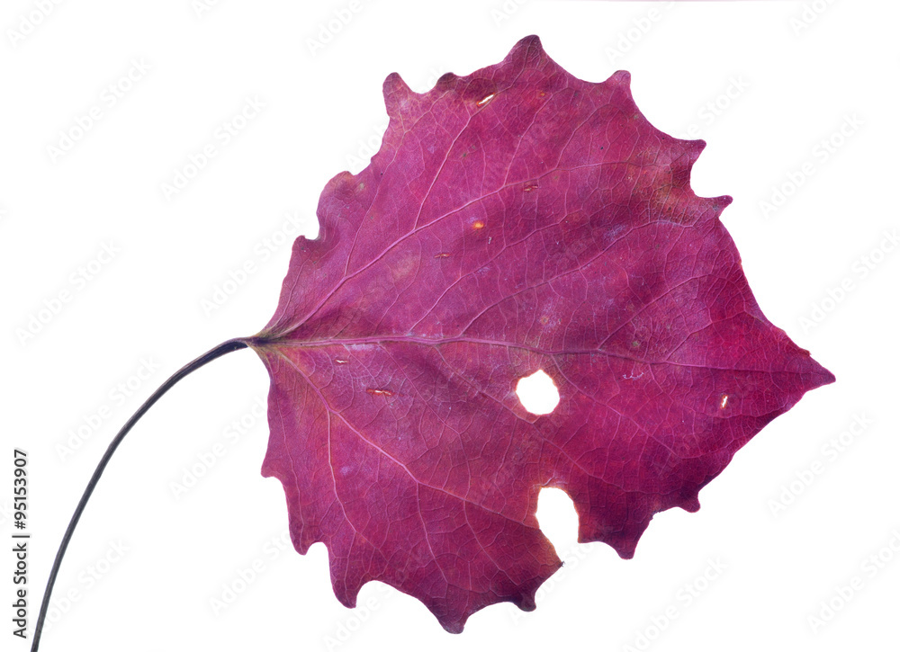 Poster dark red isolated aspen fall leaf