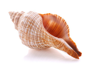 Sea shell isolated on white background