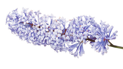 inflorescence of light blue color lilac on white