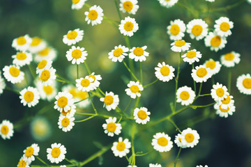 Daisy flower background. Chamomile flowers in nature.