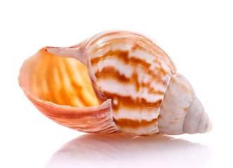 Sea shell isolated on white background