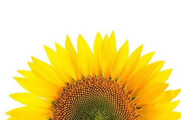 Sunflower detail, isolated on white