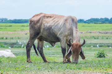Fototapeta premium Cow on a green pasture