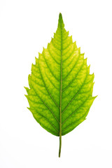 Fresh green leaf texture, isolated over white background