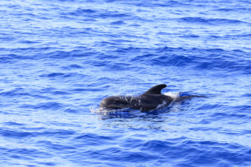 Fototapeta premium Grindwal (Globicephala melas) vor Teneriffa