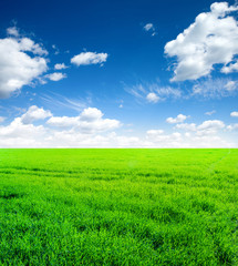 Naklejka premium Background image of lush grass field under blue sky