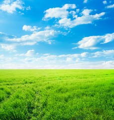 Obraz premium Background image of lush grass field under blue sky