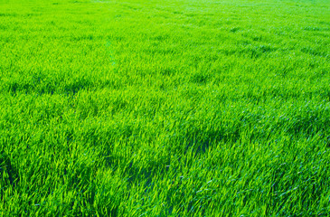 Plakat green field and blue sky