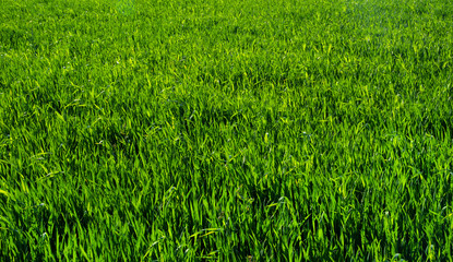  grass texture